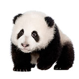  Panda 
