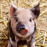  Pig 
