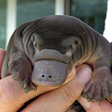  Platypus 