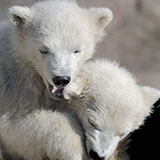  Polar Bears 