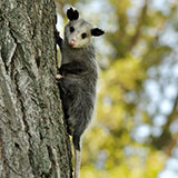  Possum 