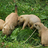  Prairie Dogs 