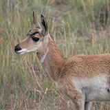  Pronghorn 
