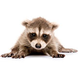  Racoon 