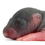  Rat 