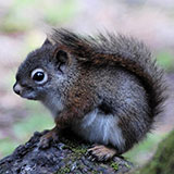  Red Squirrel 