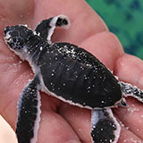  Sea Turtle 