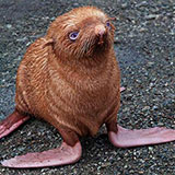  Seal 