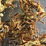  Silkworms 