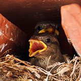  Sparrow 