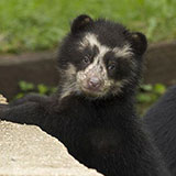  Spectacled Bear 