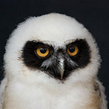  Spectacled Owl 