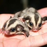  Sugar Gliders 