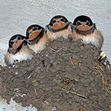  Swallows 