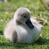  Swan 