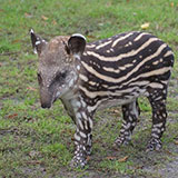  Tapir 