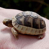  Tortoise 