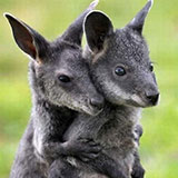  Wallabies 