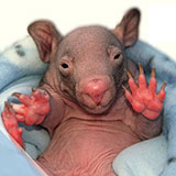  Wombat 