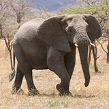  Pachyderm 