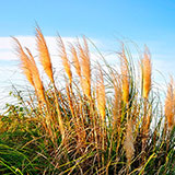  Pampas 