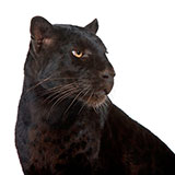  Panther 
