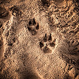  Pawprints 