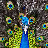  Peacock 