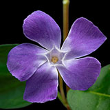  Periwinkle 