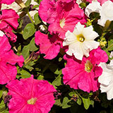  Petunias 