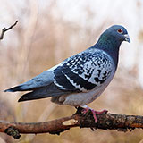  Pigeon 