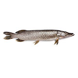  Pike 