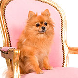  Pomeranian 