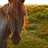  Pony 