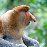  Proboscis 