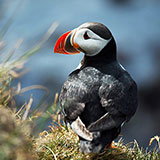  Puffin 
