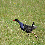  Pukeko 