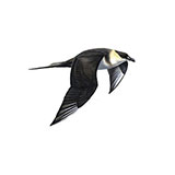  Arctic Skua 