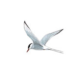 Arctic Tern 