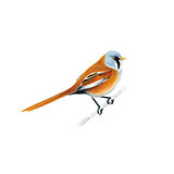  Bearded Tit 