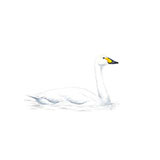  Bewick Swan 