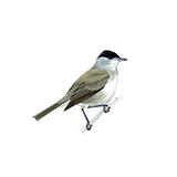  Blackcap 