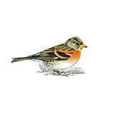  Brambling 