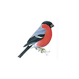  Bullfinch 