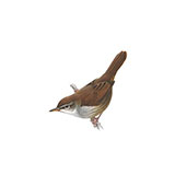  Cettis Warbler 