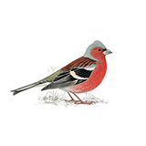  Chaffinch 