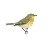  Chiffchaff 