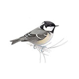  Coal Tit 