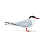  Common Tern 
