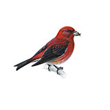  Crossbill 